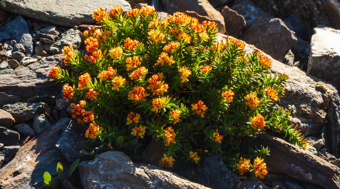 Was sind Adaptogene und was können sie bewirken?
